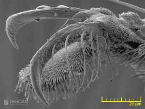 Khoa học động vật và Thực vật (Zoology…